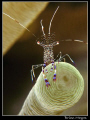 Spotted cleaner shrimp sitting on anemone tentacle. 